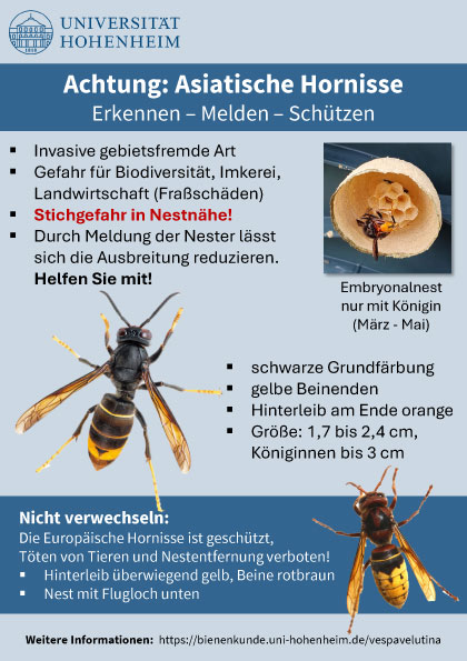 Flyer-DinA5-Velutina-LAB_fi